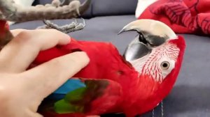 Попугай Ара.