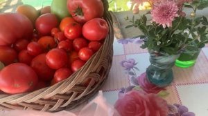 Вырос помидор весом больше килограмма  О ля ля