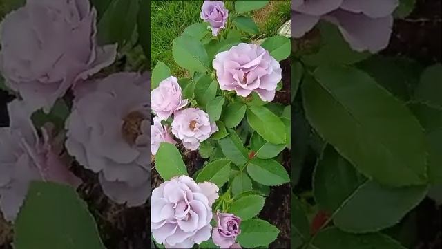 роза Диориссанс Dioressence от Delbard смотреть онлайн