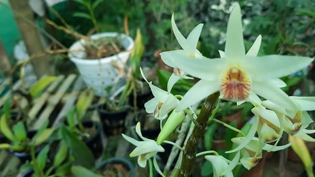 blooming my Dendrobium heterocarpum। смотреть онлайн
