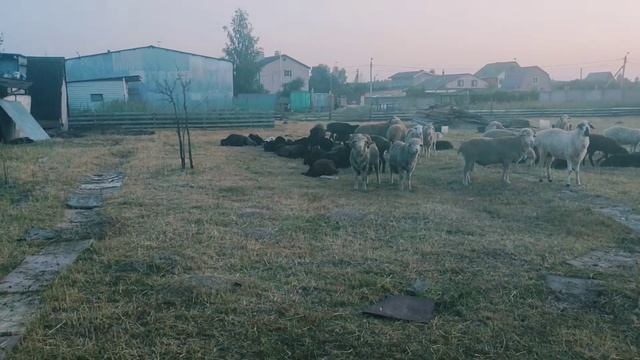 Овцы и бараны,живой вес 250р. Баранов из Дагестан/Qo'ylar va qo'chqorlar. Dog'istondan смотреть онлайн