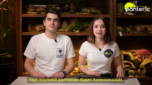 Укусы рептилий! Больно? Страшно? Опасно? смотреть онлайн