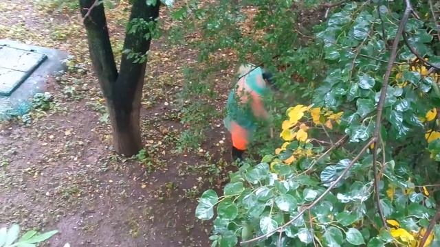 "видимость"ухода и содержания придомовой территории. смотреть онлайн