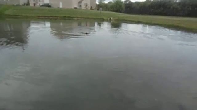 Keys Presa Canarios Chrome(Amato de Spartan D Kennels) swimming at 4 months смотреть онлайн