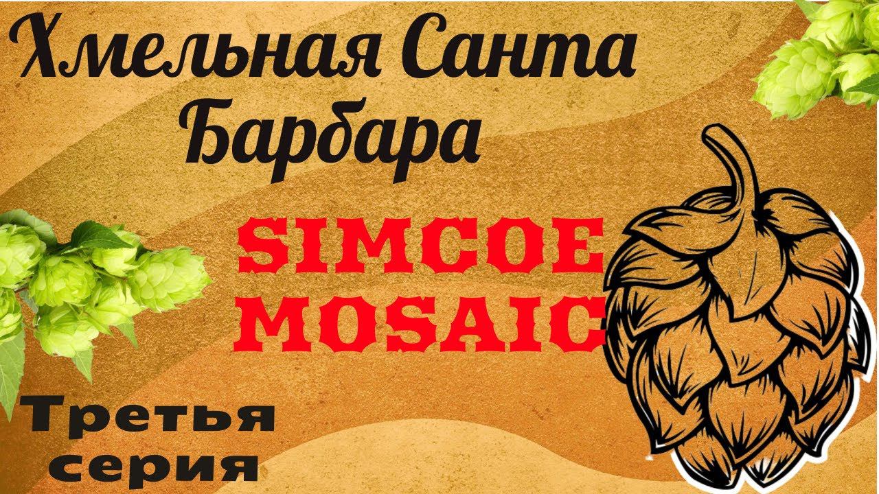 Хмельная санта Барбара!!Серия 3!MOSAIC и SIMCOE!Хмель в домашнем пивоварении!Z смотреть онлайн