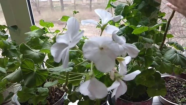 Поговорим про Герань. Часть 1 смотреть онлайн