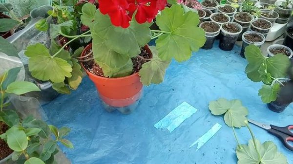 Пеларгония Калиоппе Dark red