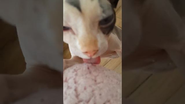 Смешной сфинкс смотреть онлайн