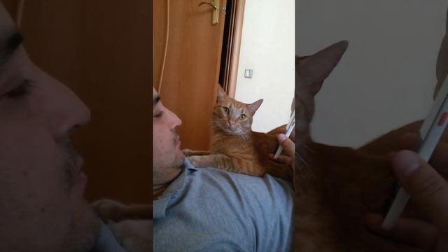 Кот мусульманин слушает молитву смотреть онлайн