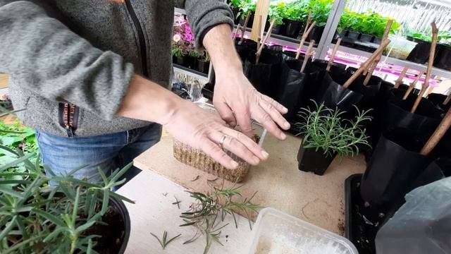 УКОРЕНЯЕМ РОЗМАРИН ПРАВИЛЬНО!!! ПРОВЕРЕННЫЙ СПОСОБ. смотреть онлайн