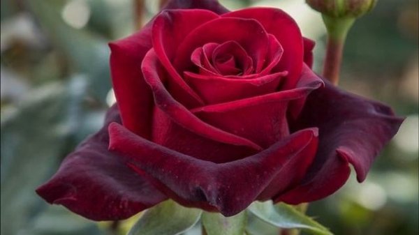 9 Types of Black Roses | Black Rose Varieties