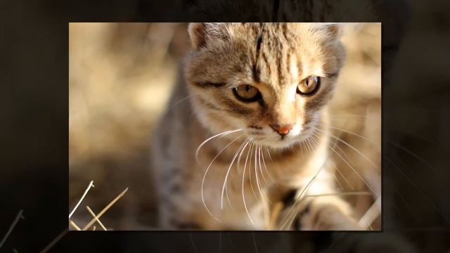 Загадка про кошек в четырехугольной комнате. Сколько кошек в комнате? смотреть онлайн