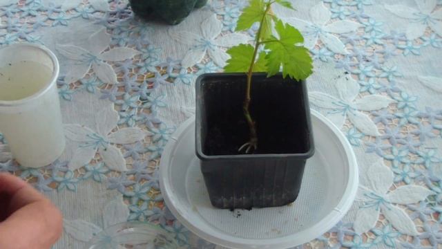 Размножение винограда зелеными черенками. 1 смотреть онлайн