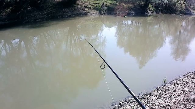 Майская рыбалка донками на крупного карася. Плюс бонусом испытание самодельного попла поппера. смотреть онлайн