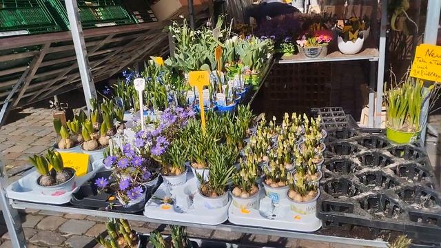 Цветы - продажа с рук на площади, Германия. На одном из цветов хочу сделать акцент. смотреть онлайн