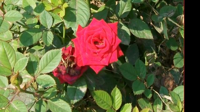 Воспоминание о даче после затопления смотреть до конца смотреть онлайн