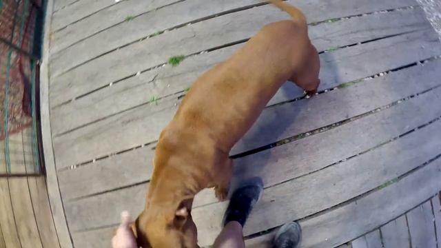 Питбуль Бонита кидается на лапы Араба ! Волчата снова приболели... Сделал ограждение / Помыл ванну.