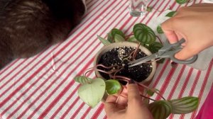 Как ПЕРЕУКОРЕНИТЬ /омолодить ПЕПЕРОМИЮ АРБУЗНУЮ?