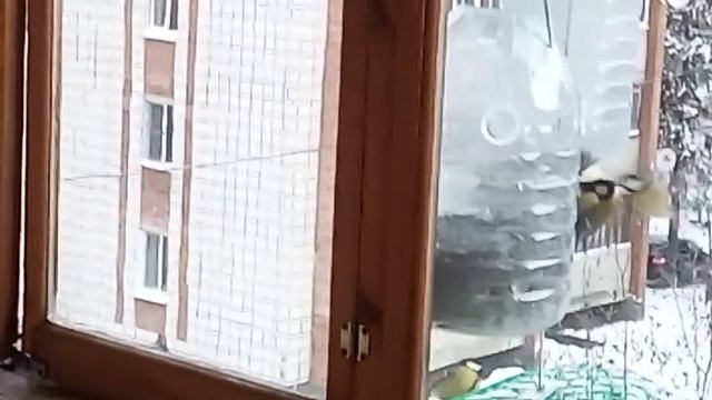 Кормушка для синиц с защитой от воробьев смотреть онлайн