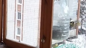 Кормушка для синиц с защитой от воробьев