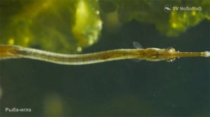 Рыба игла  отряда колюшкообразных