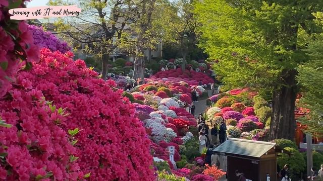 Azalea Festival in Nezu Shrine | 根津神社のつつじ祭り смотреть онлайн