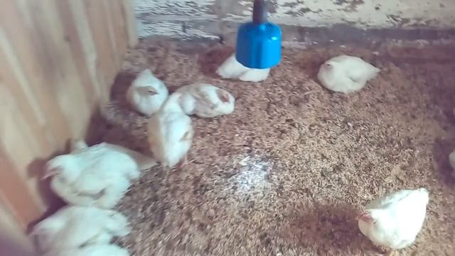 цыплята для обогрева цыплят обогреватель для цыплят своими руками смотреть онлайн