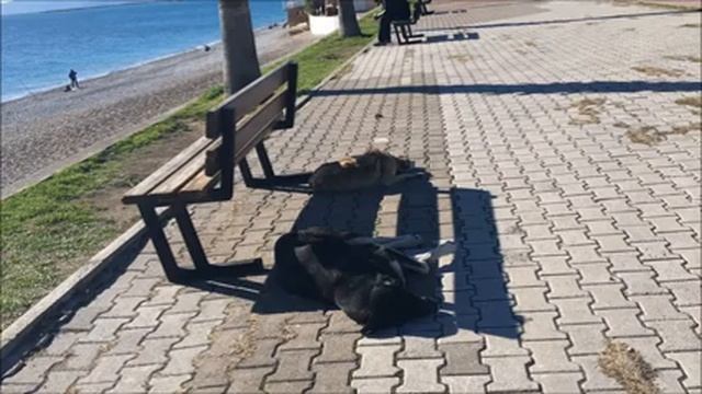 Берег моря в Коньяалты. Лиман. Анталья. Турция. Январь, 2020 г. смотреть онлайн