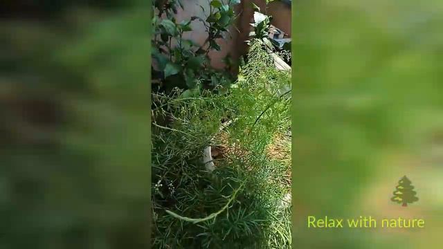 BLOOMING ASPARAGUS смотреть онлайн