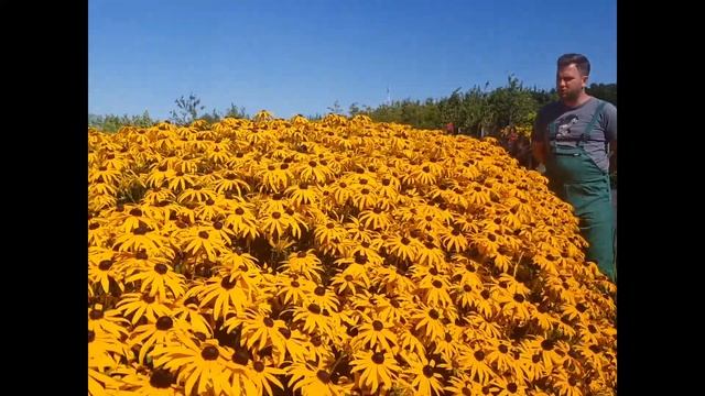 Rudbeckia fulgida 'Goldsturm' - Sárga pompás kúpvirág смотреть онлайн