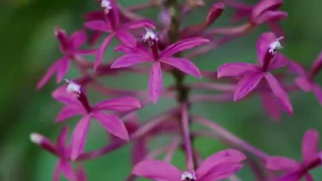 Orquídeas un mundo por descubrir смотреть онлайн