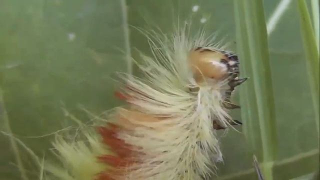 ГУСЕНИЦЫ: Acronicta aceris (Стрельчатка Kленовая) смотреть онлайн