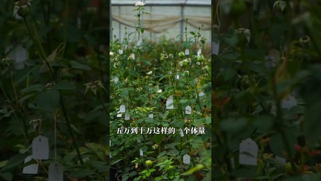 狼家自育越来越多？一段10余年的育种之路【天狼说月季】 смотреть онлайн