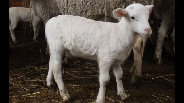Овцеводство как бизнес для начинающего фермера / Разведение овец в домашних условиях смотреть онлайн