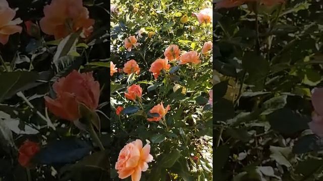 Роза Бельведер. смотреть онлайн