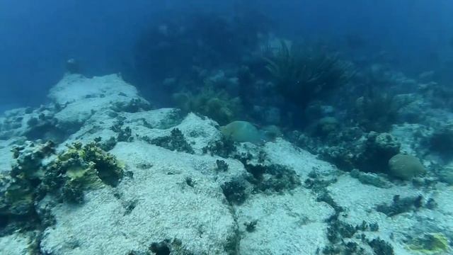 Diving Key Largo '22 смотреть онлайн