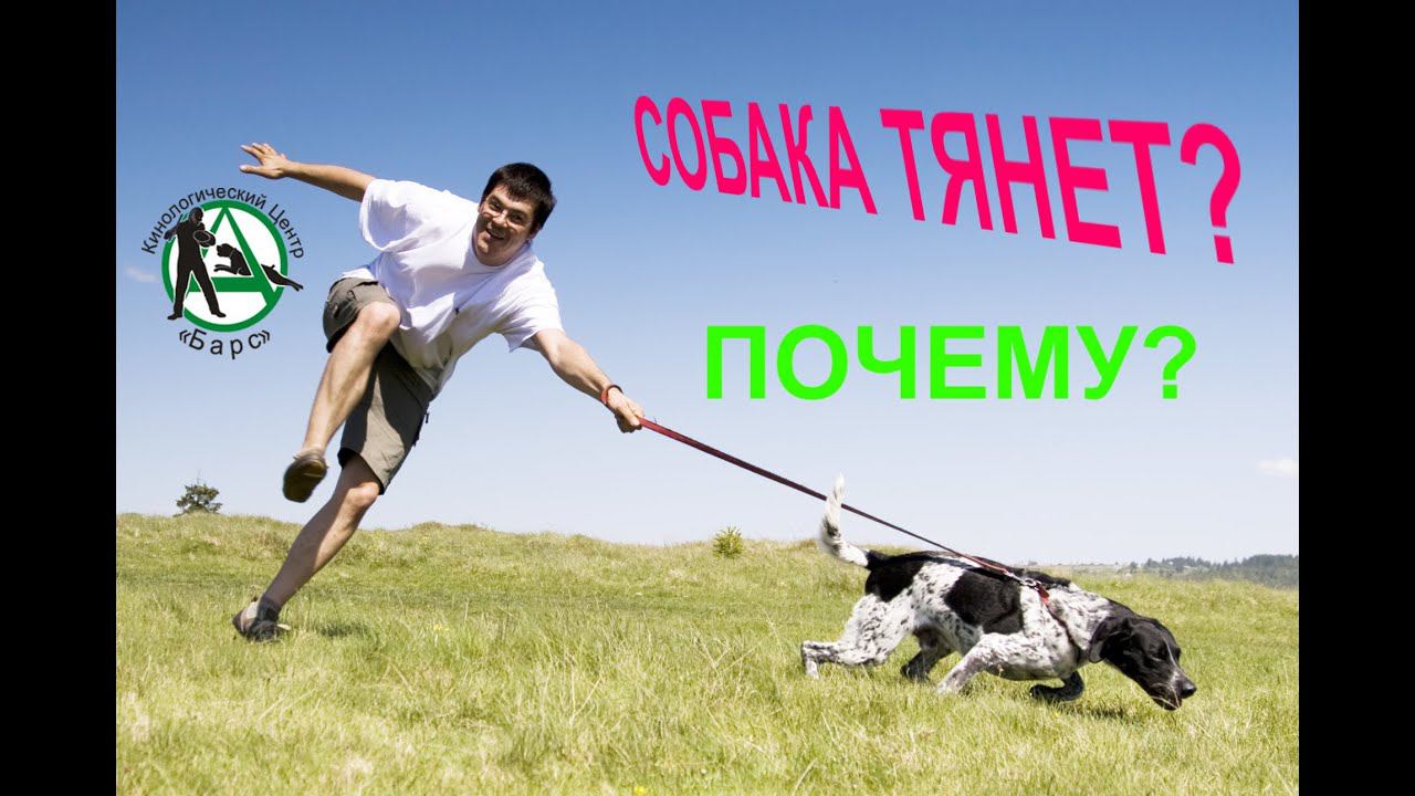 Кинологический центр Барс. Почему собака тянет поводок? смотреть онлайн