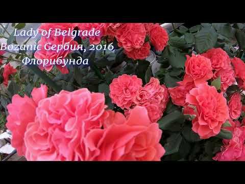 Распаковка посылки с саженцами роз из Розомании, г. Белореченск Краснодарского края смотреть онлайн