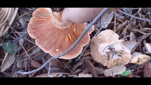 Os cogumelos Lactarius deliciosus e Lactarius chrysorreheus algumas diferenças смотреть онлайн