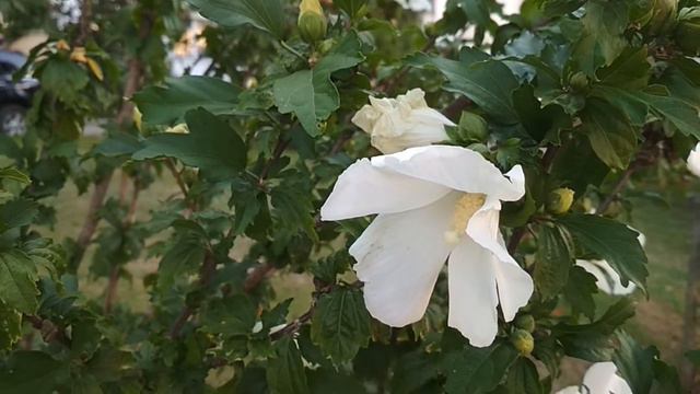 Цветы приносят особую радость. смотреть онлайн