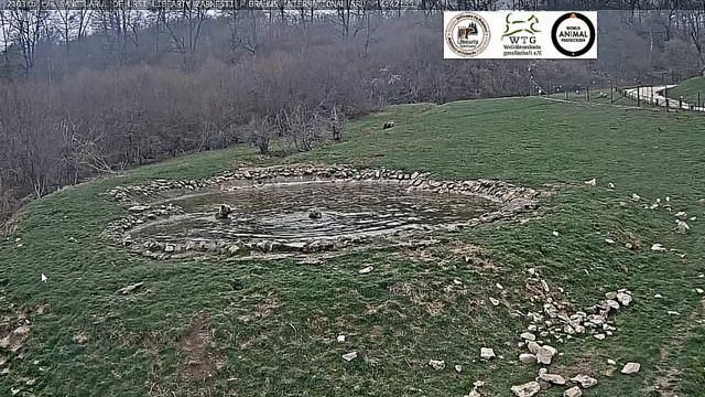 Парное купание в лучших тонах#Медведи#МедвежийУгол#Румыния