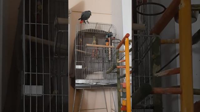 George the African Grey parrot talking смотреть онлайн
