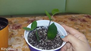 Замиокулькас. Спустя пол года после посадки листочков.