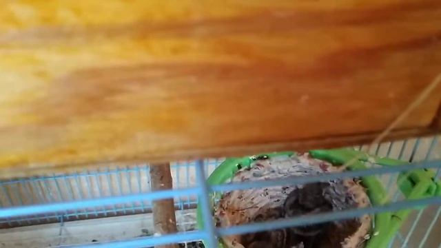 Hybrid breeding/ разведение гибрида канареечного вьюрка и канарейки 13 дней после вылупления смотреть онлайн