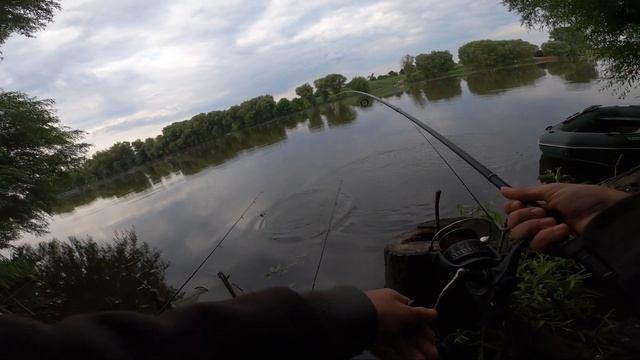 Горох против кукурузы. ГОРОХ ТОП. Отличный клев КАРПА.