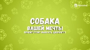 Стоит ли заводить дворнягу