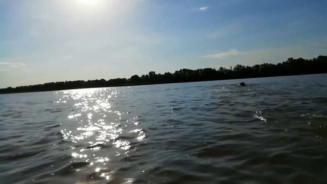Серёга водолаз / Американский бульдог Серёга / дрессировка собаки смотреть онлайн