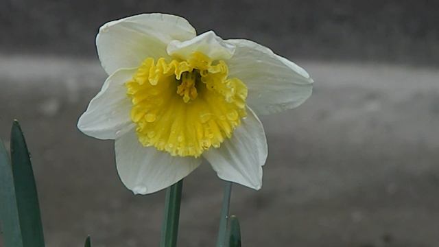 Нарцисс ранний 1 22 03 2020 л