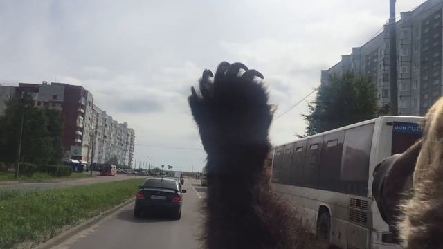 Медведь на мотоцикле в Северодвинске смотреть онлайн