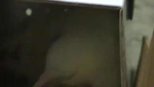 PestZap Mouse and Rat Electronic Killer kill rat смотреть онлайн